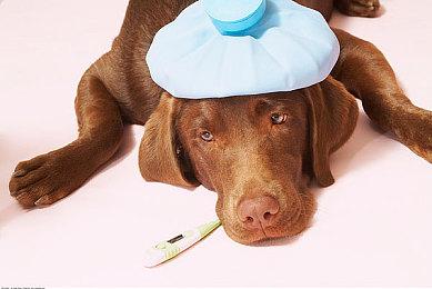 焚天剑魔太强势，theshy告诉你怎么打剑魔